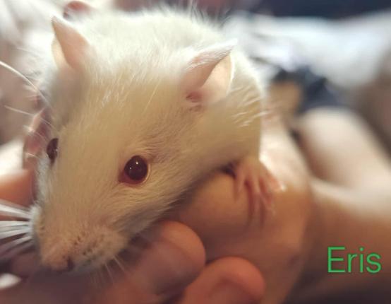Enlarge Eris, a Adoptable Rat in Merrimack, NH image 1/1