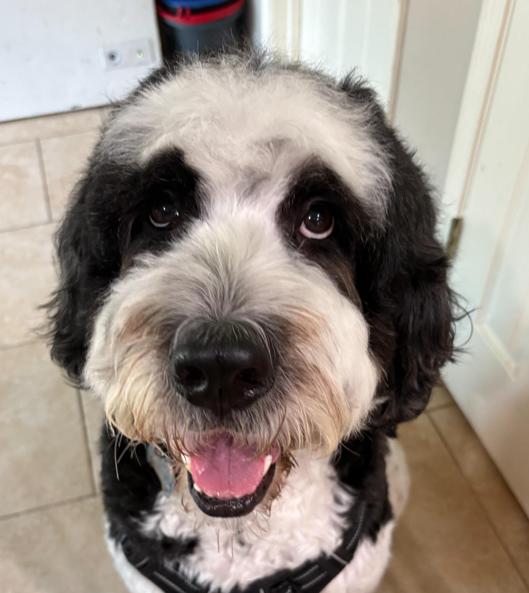 Mickey3, ADOPTABLE, Adult Male Saint Bernard & Poodle.