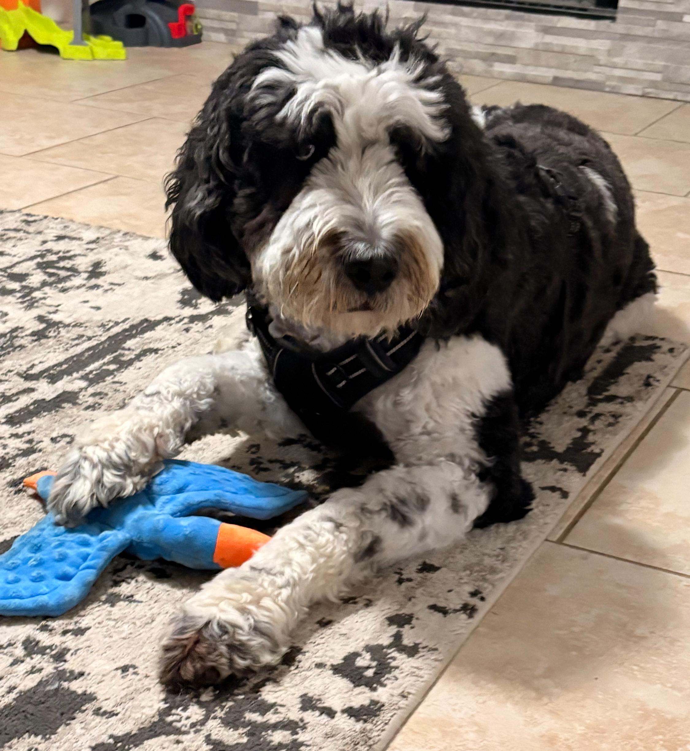 Mickey3, a ADOPTABLE mixed breed in Garland, TX image 2/4