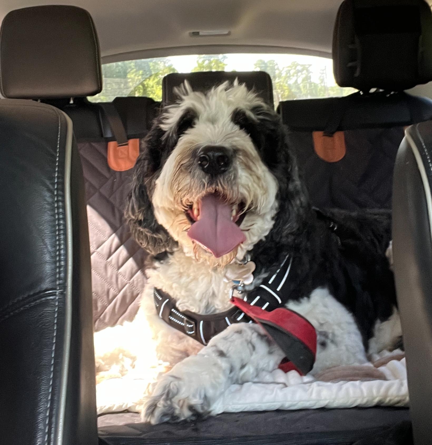 Mickey3, a ADOPTABLE mixed breed in Garland, TX image 3/4