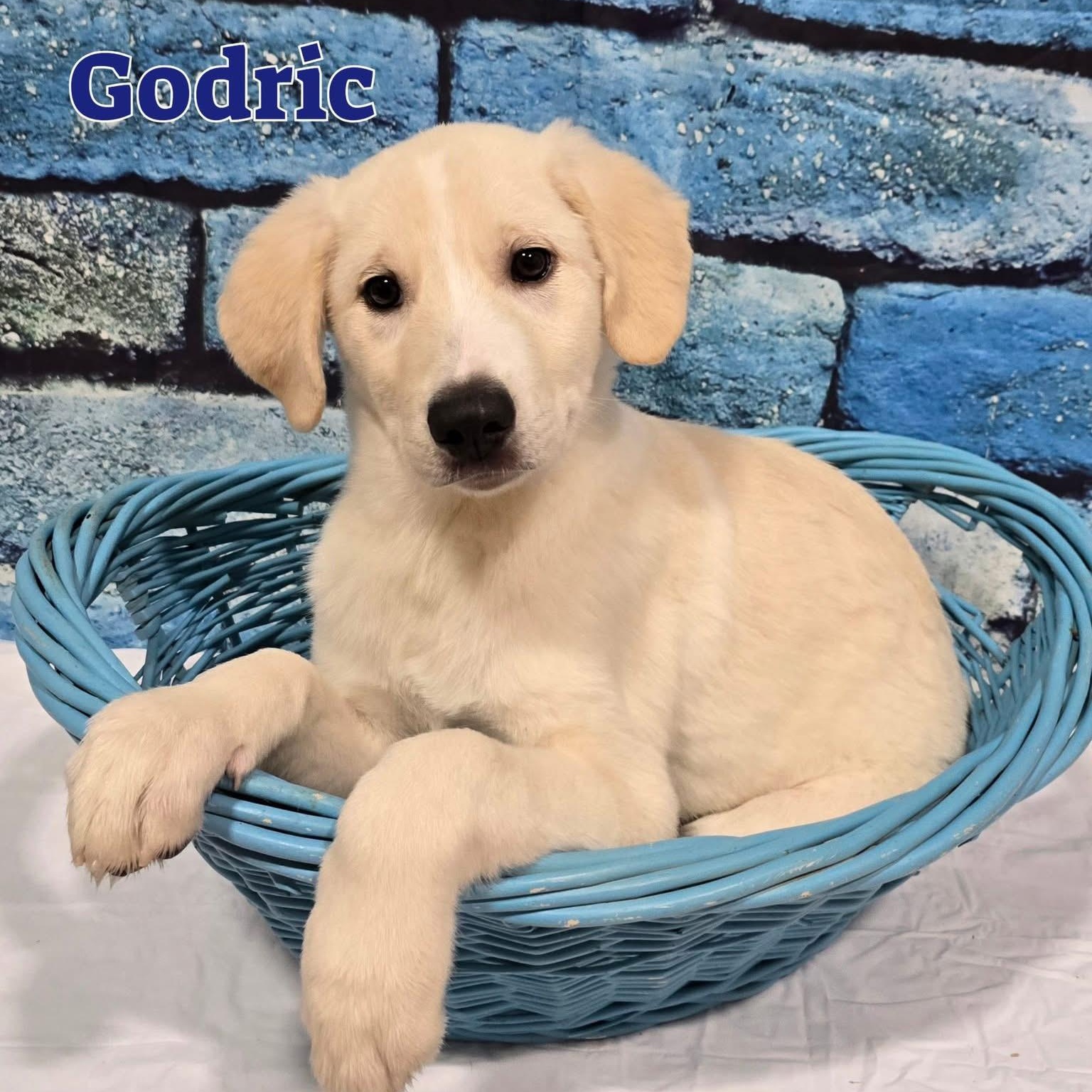 Godric , ADOPTABLE, Puppy Male Great Pyrenees.