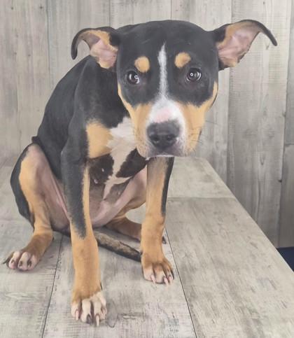 Xena, Adoptable, Adult Female Terrier & Mixed Breed.