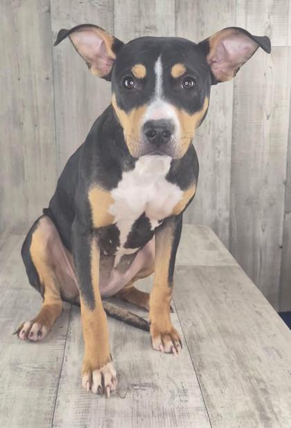 Enlarge Xena, a Adoptable mixed breed in Shreveport, LA image 2/2