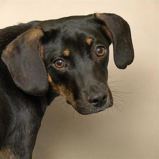 FLEECE, Adoptable, Young Male Beagle & Mixed Breed.