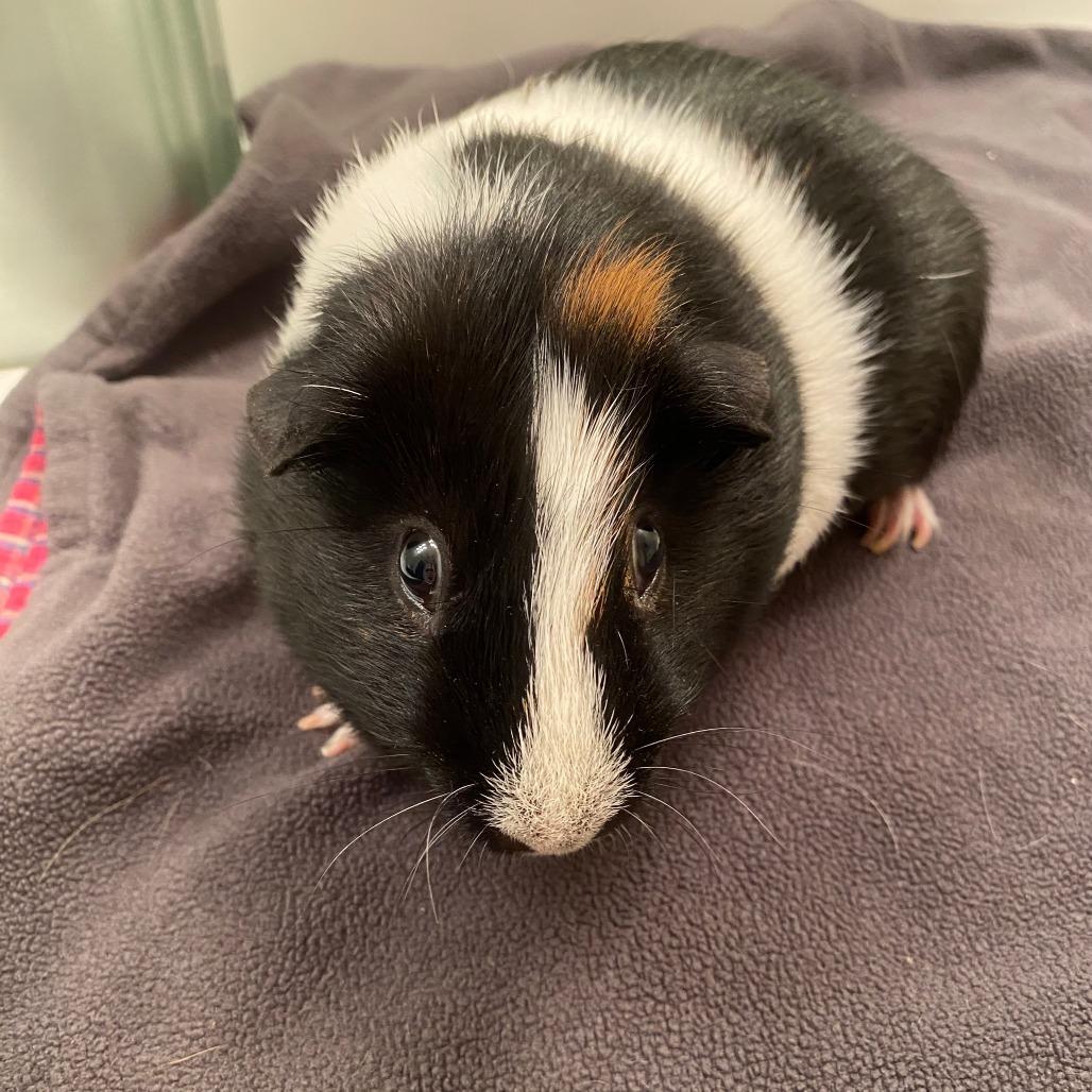 O-Rio (bonded with Biscuit), Adoptable, Adult Male Guinea Pig.