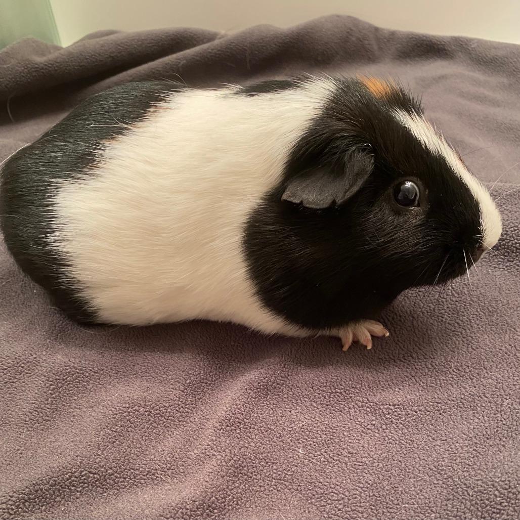 O-Rio (bonded with Biscuit), a Adoptable Guinea Pig in Decatur, GA image 2/3