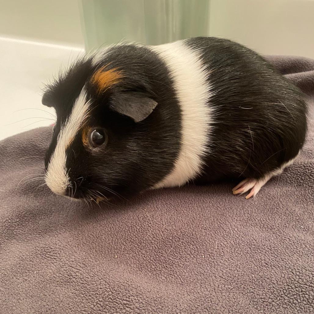 O-Rio (bonded with Biscuit), a Adoptable Guinea Pig in Decatur, GA image 3/3