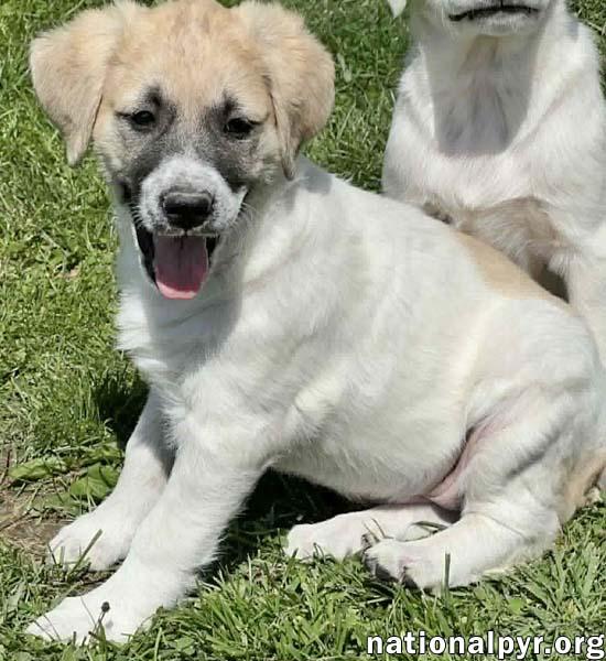 Enlarge Ziti in OH - Sweet & Sensitive!, an adopted mixed breed in Bellevue, OH image 2/4