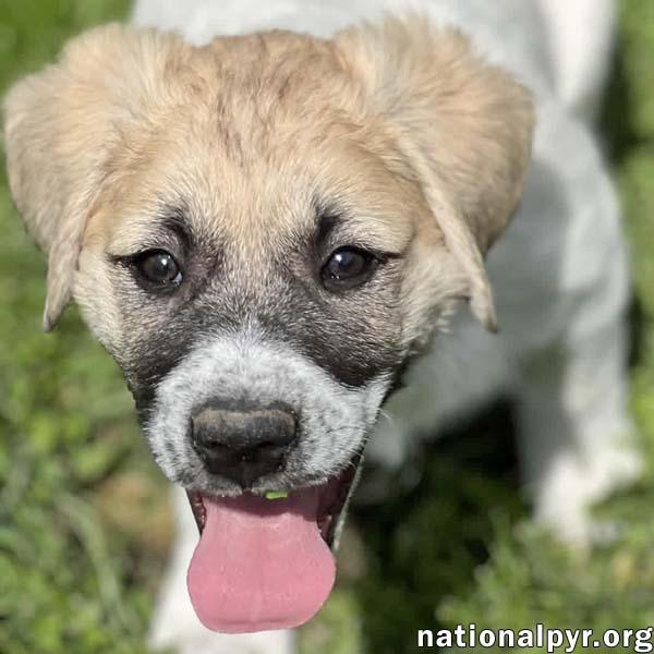 Ziti in OH - Sweet & Sensitive!, adopted, Puppy Female Great Pyrenees & Border Collie.