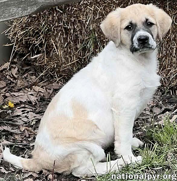 Enlarge Ziti in OH - Sweet & Sensitive!, an adopted mixed breed in Bellevue, OH image 4/4