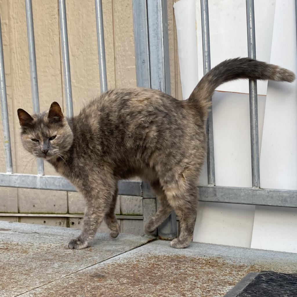 Allyson, Adoptable, Senior Female Domestic Short Hair.