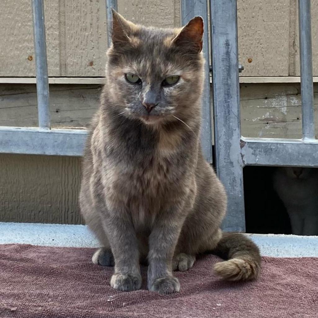 Allyson, a Adoptable Domestic Short Hair in San Pablo, CA image 2/4