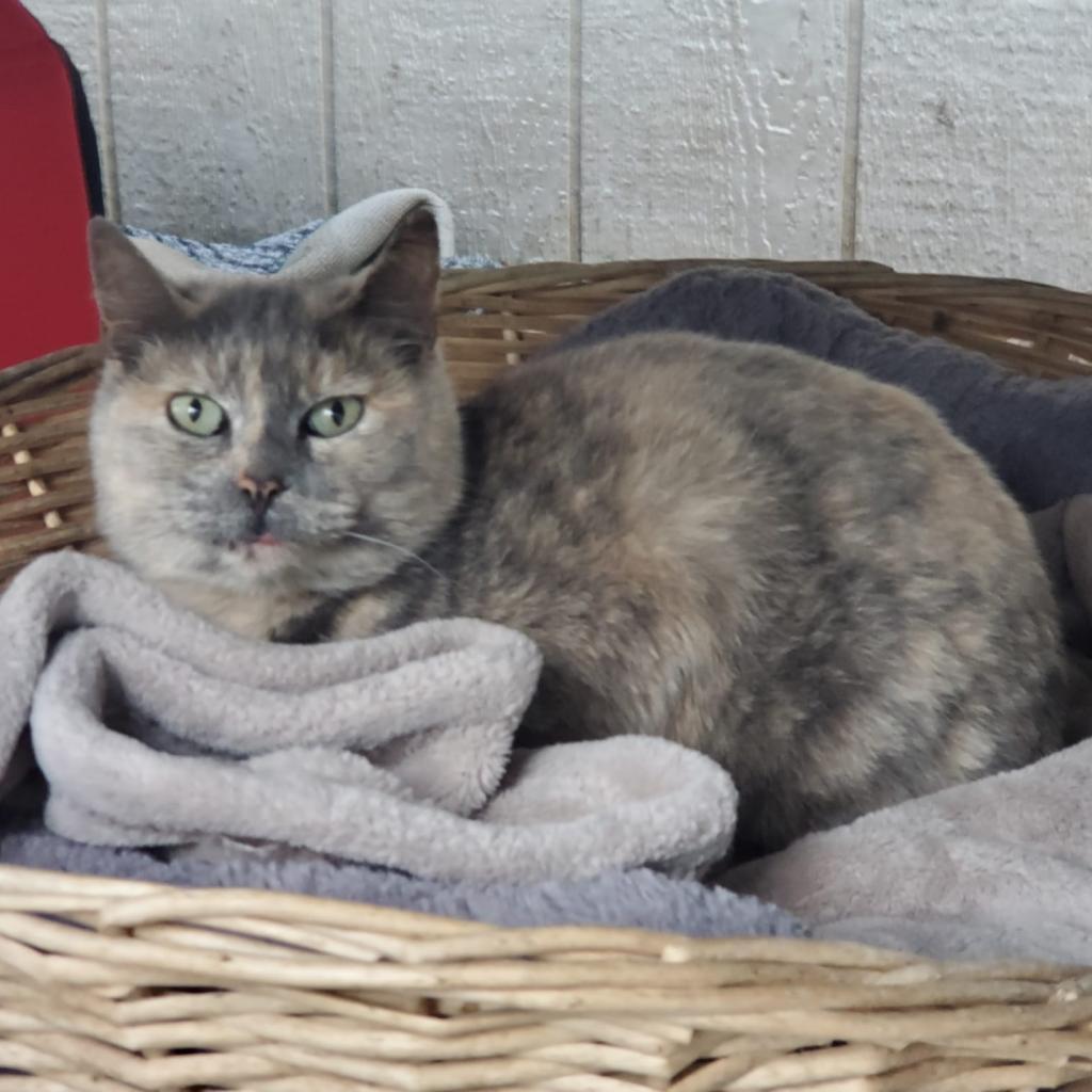 Allyson, a Adoptable Domestic Short Hair in San Pablo, CA image 3/4