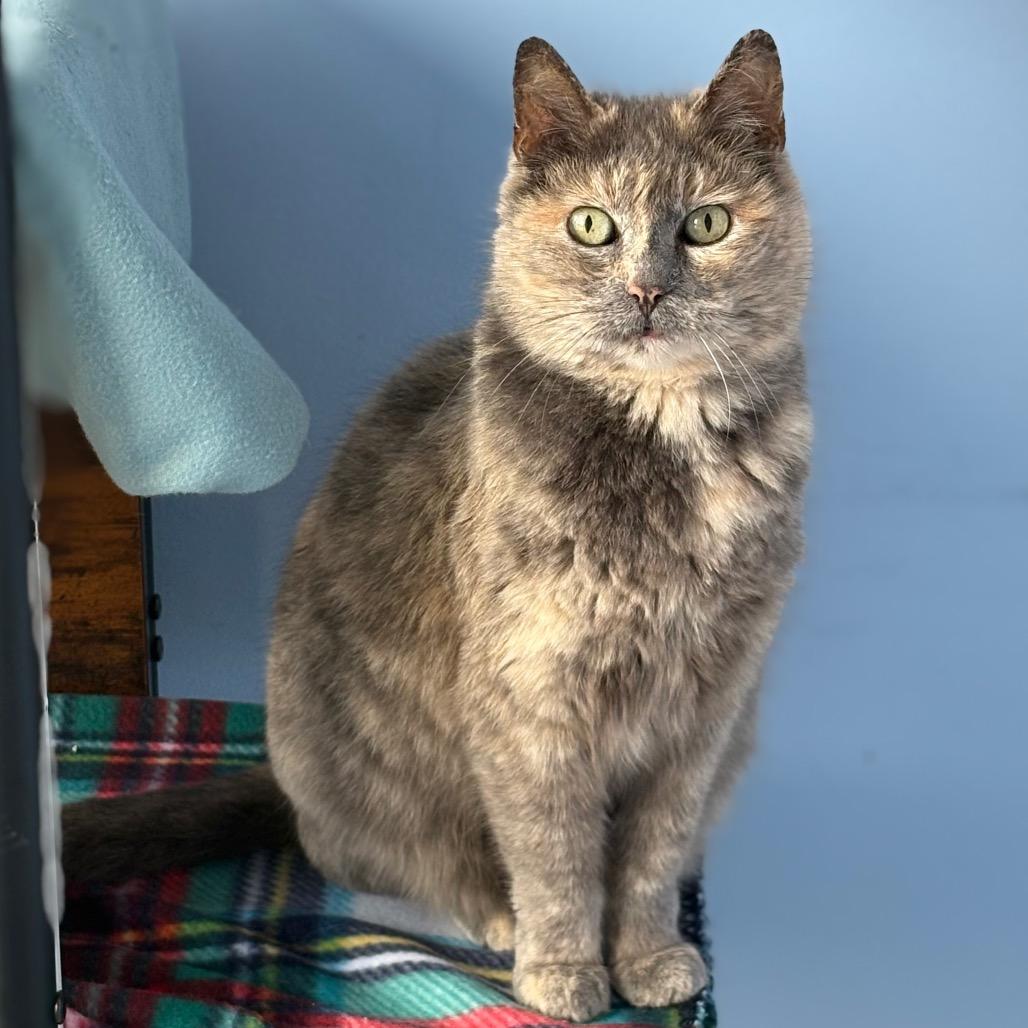 Allyson, a Adoptable Domestic Short Hair in San Pablo, CA image 4/4