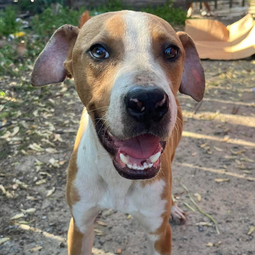Bubba *, Adoptable, Young Male Mountain Cur & Mixed Breed.