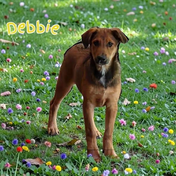 Debbie, Adoptable, Puppy Female Mixed Breed.