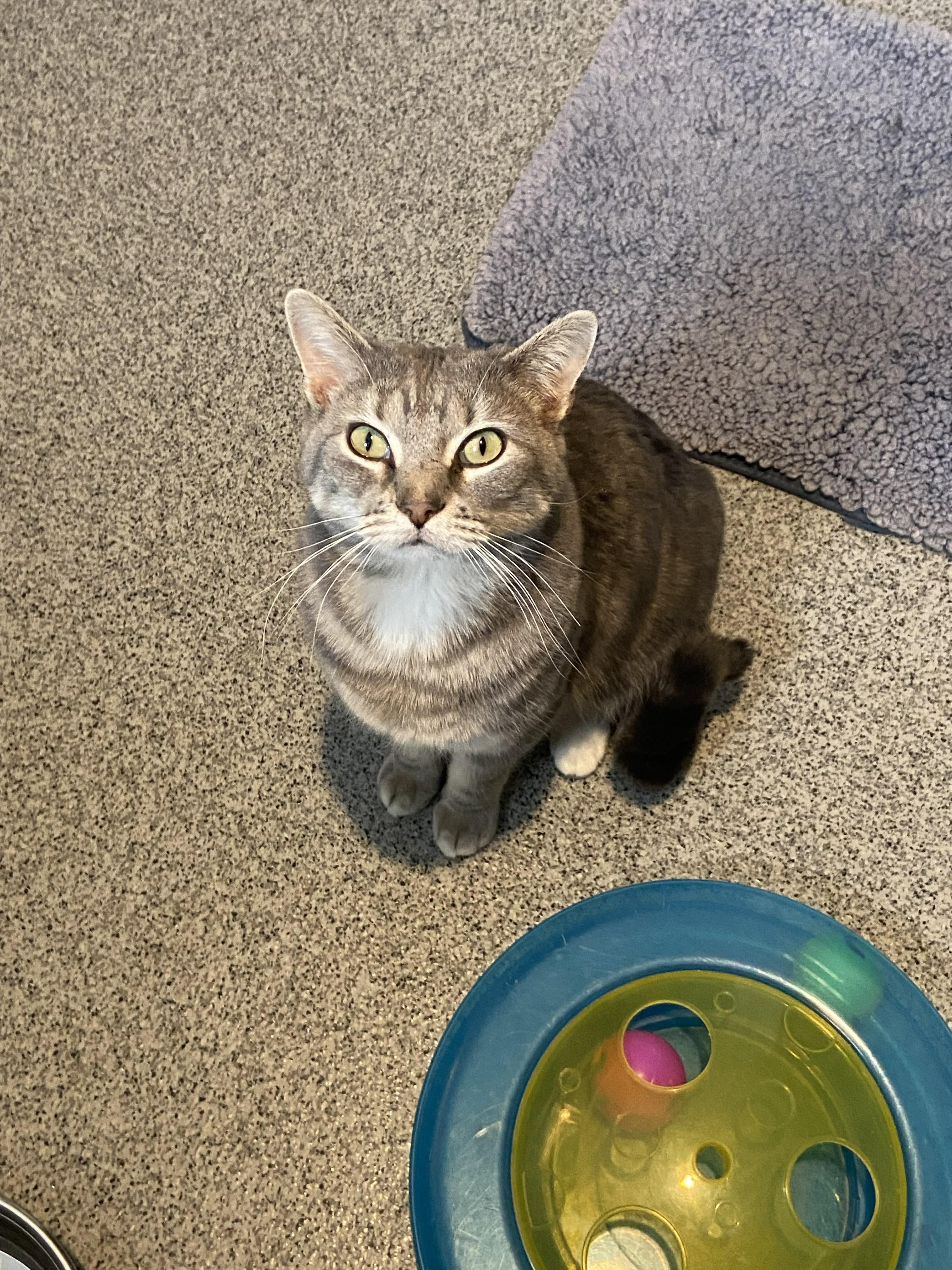 Enlarge Linus, a ADOPTABLE Domestic Short Hair in Lincoln, NE image 1/1