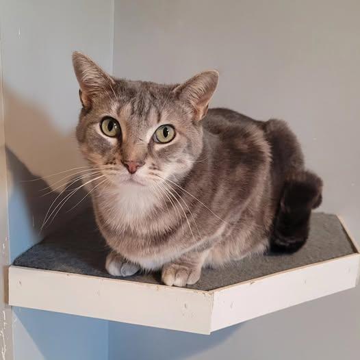 Enlarge Linus, a ADOPTABLE Domestic Short Hair in Lincoln, NE image 2/2