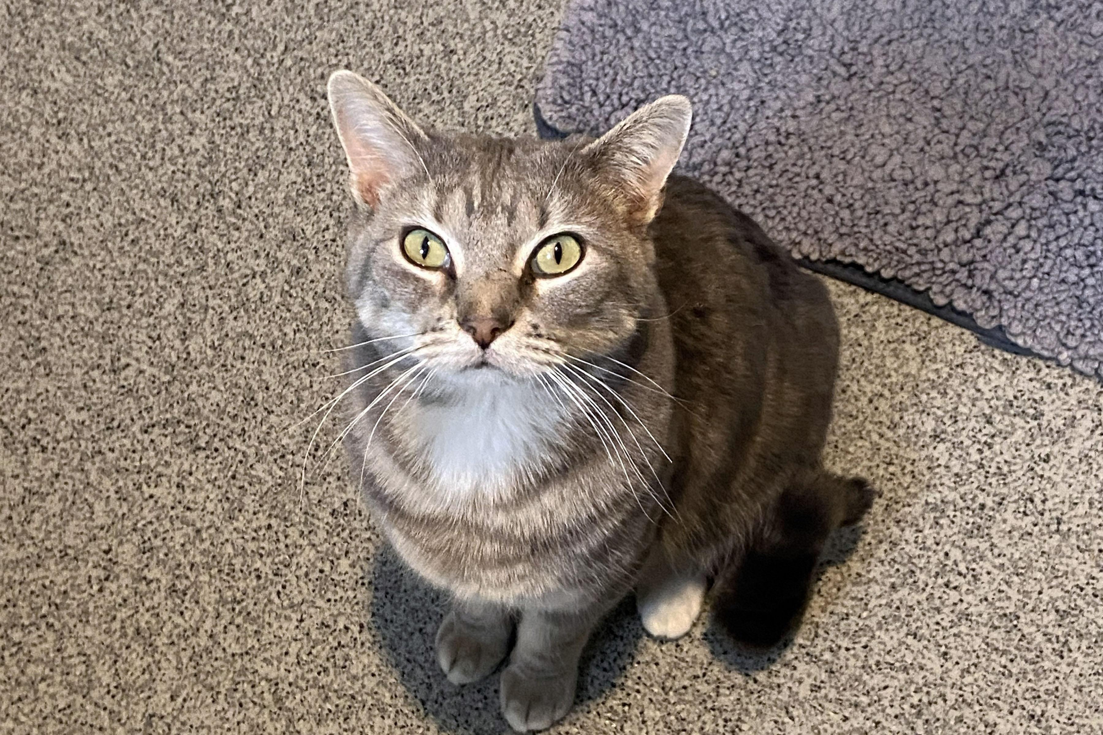 Enlarge Linus, a ADOPTABLE Domestic Short Hair in Lincoln, NE image 1/2