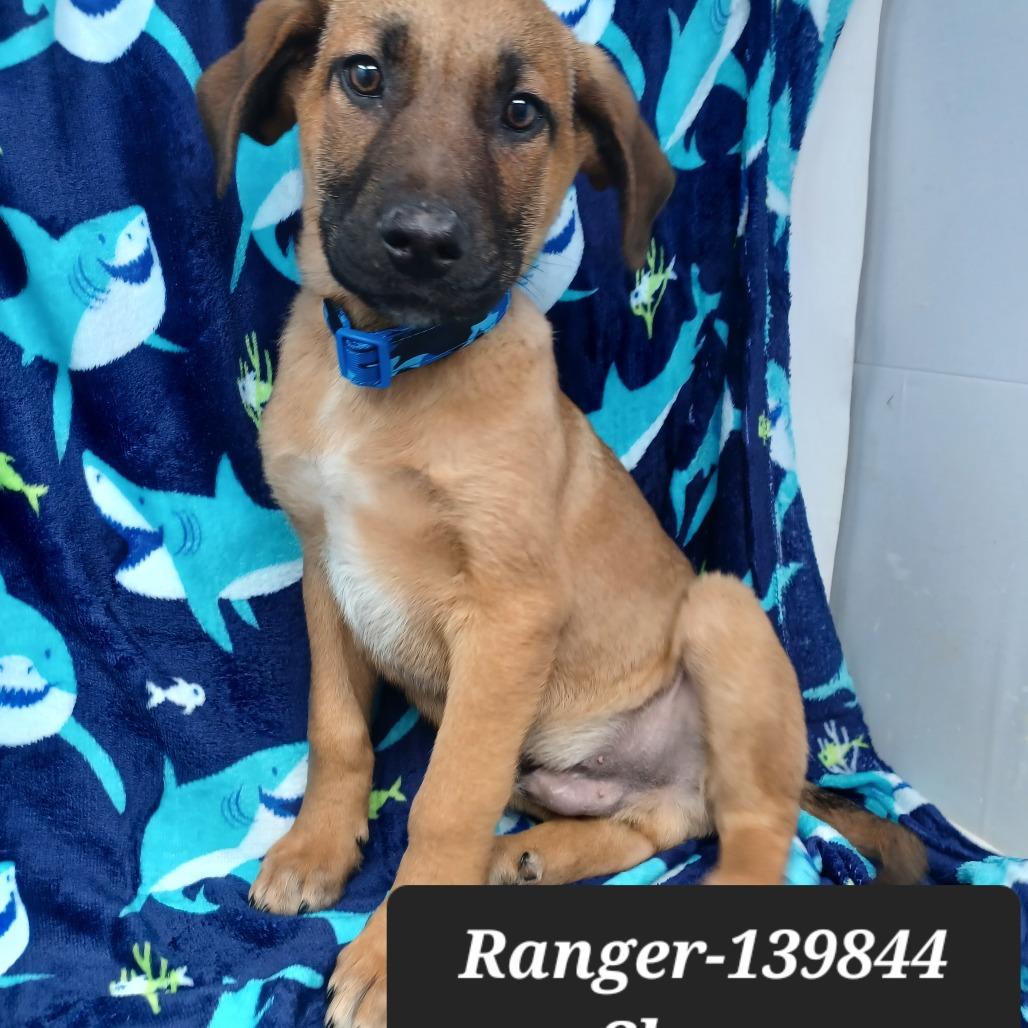 Ranger, Adoptable, Puppy Male German Shepherd Dog.