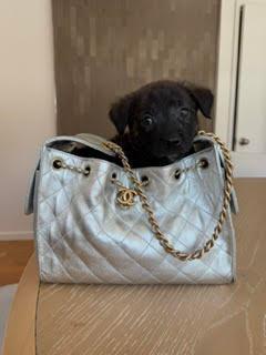 ChaCha - Shepherd litter, a ADOPTABLE mixed breed in Los Angeles, CA image 5/5