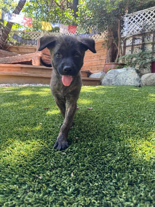 ChaCha - Shepherd litter, a ADOPTABLE mixed breed in Los Angeles, CA image 4/5