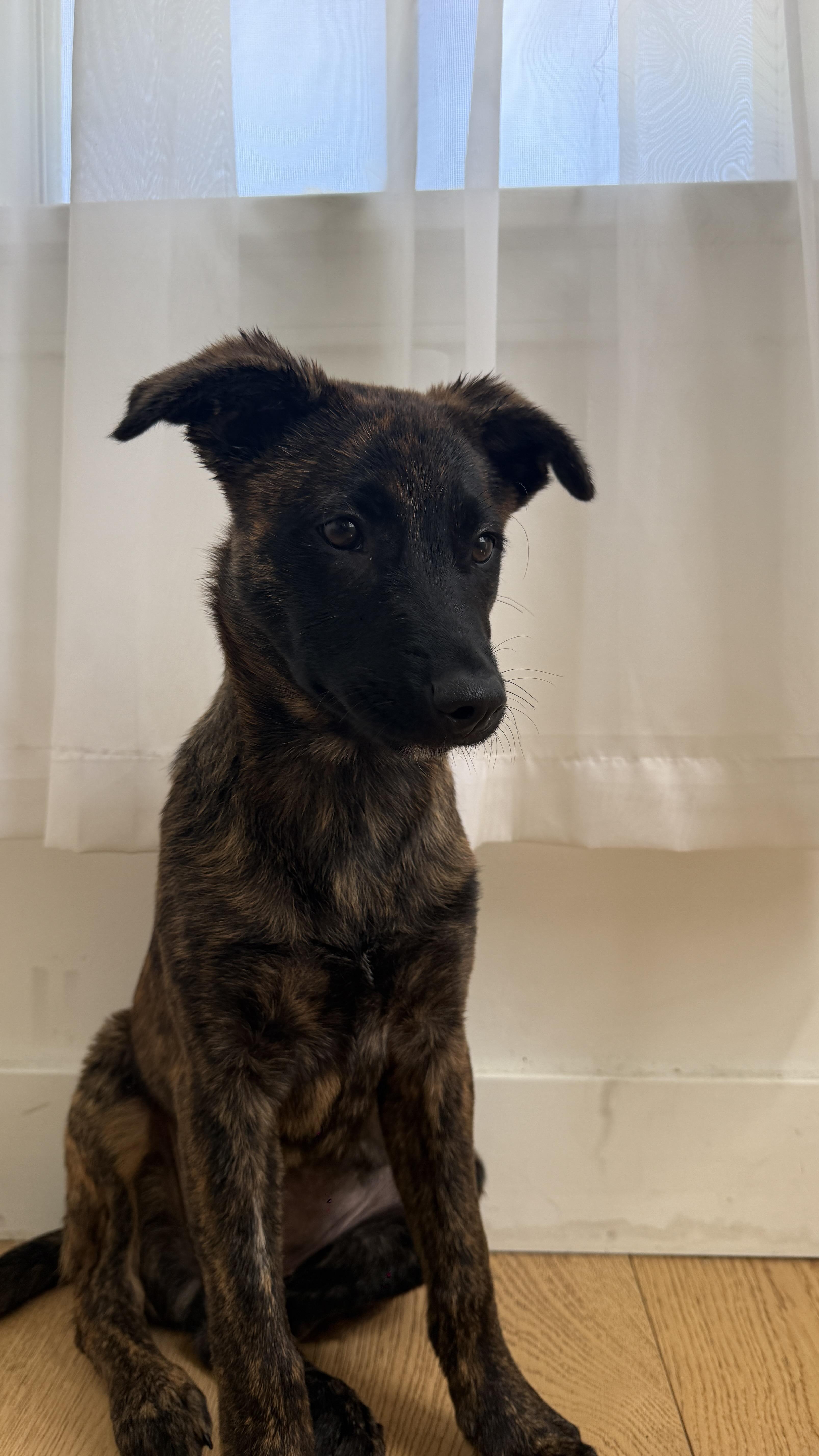 ChaCha - Shepherd litter, a ADOPTABLE mixed breed in Los Angeles, CA image 3/5