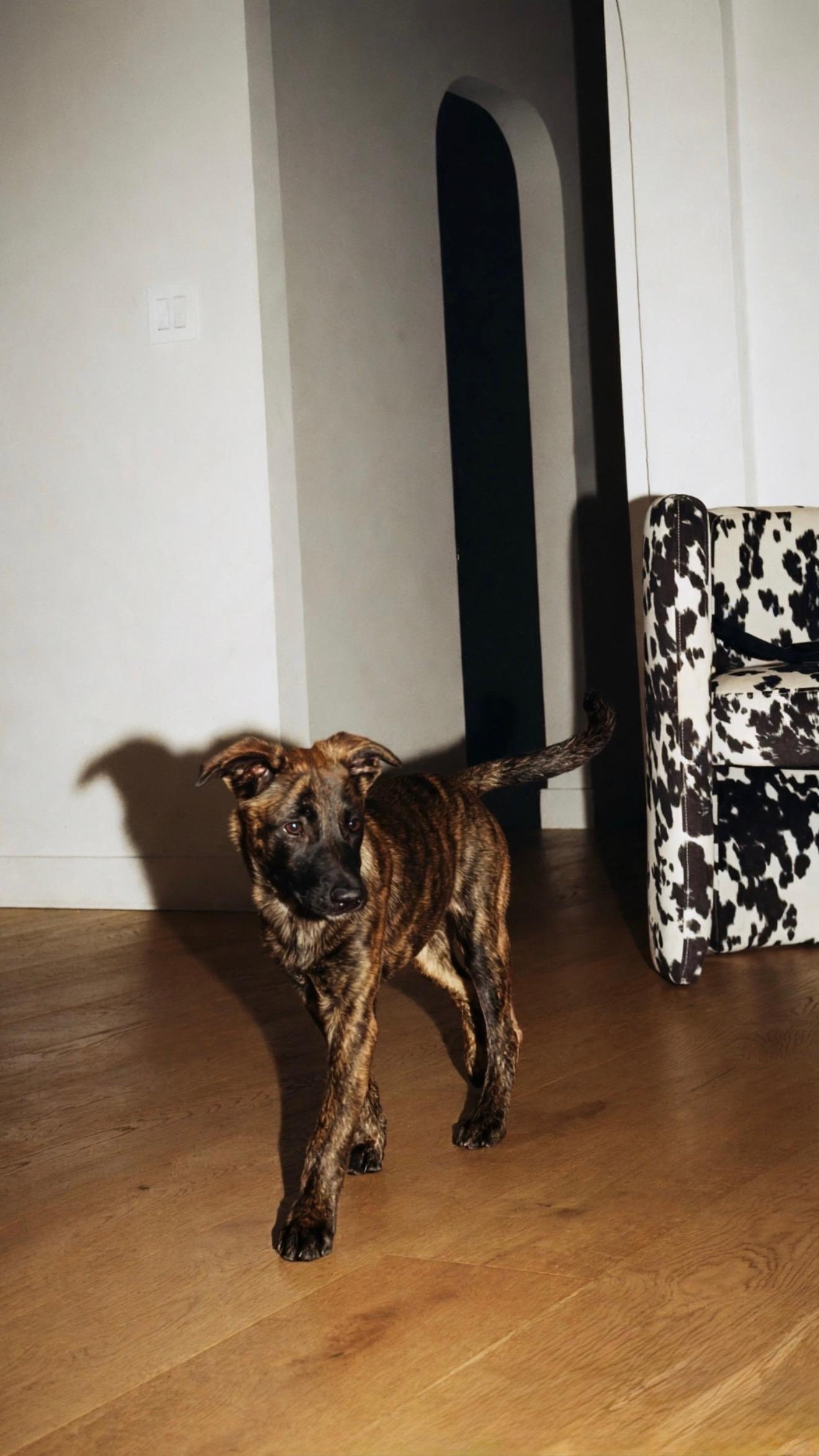 ChaCha - Shepherd litter, a ADOPTABLE mixed breed in Los Angeles, CA image 2/5