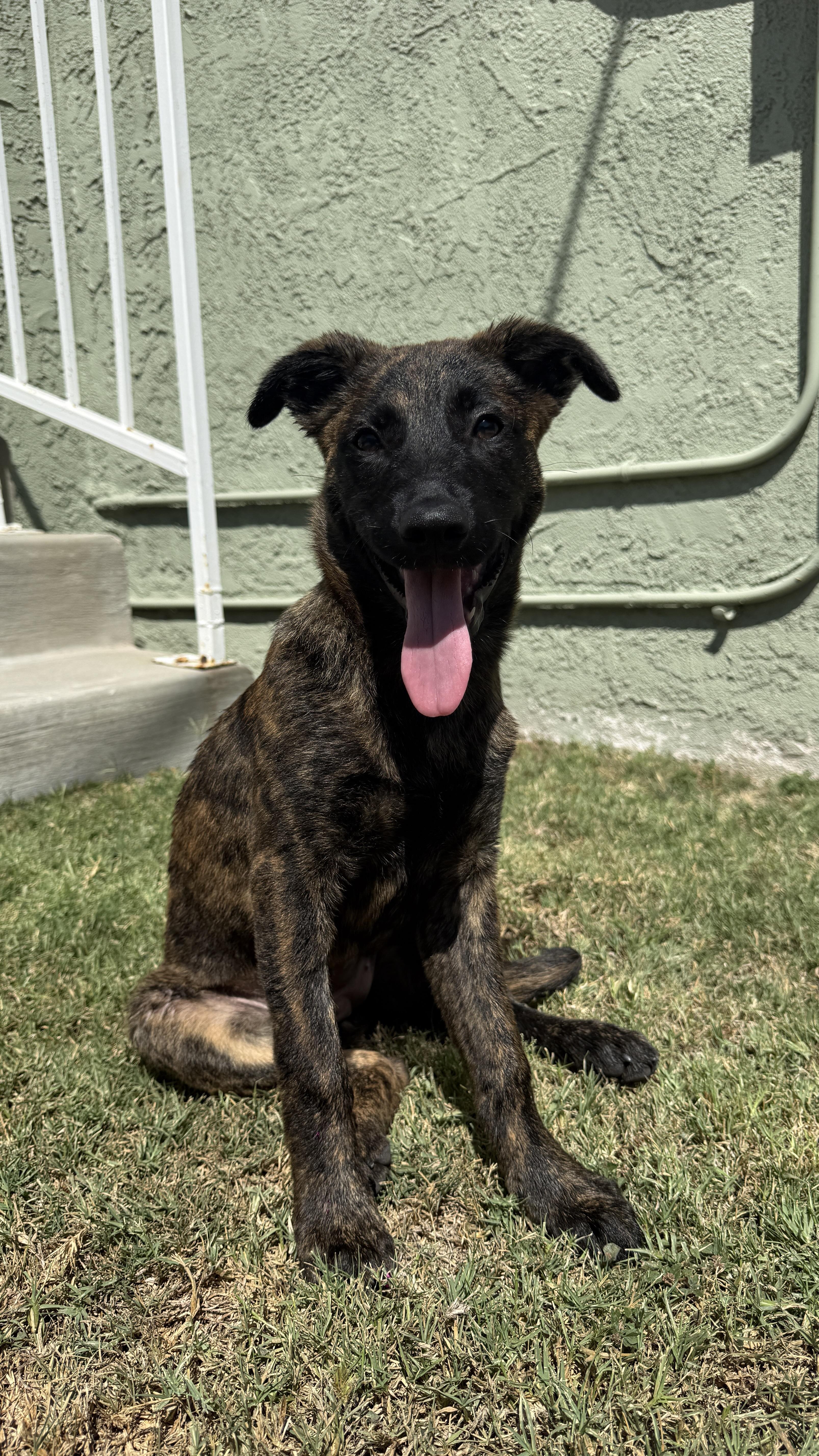 ChaCha - Shepherd litter, ADOPTABLE, Puppy Female Shepherd.