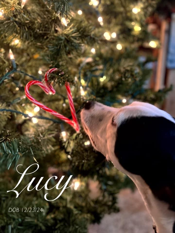 Lucy, Young Female Australian Cattle Dog / Blue Heeler