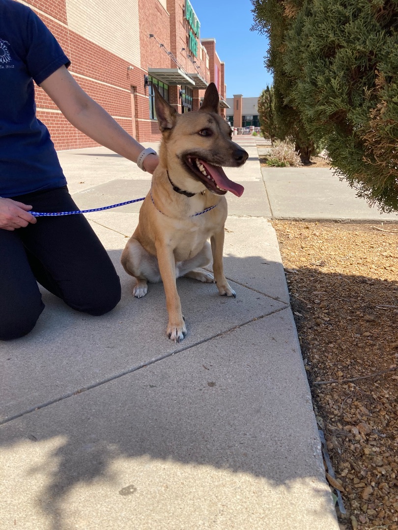 Leo, Adult Male German Shepherd Dog