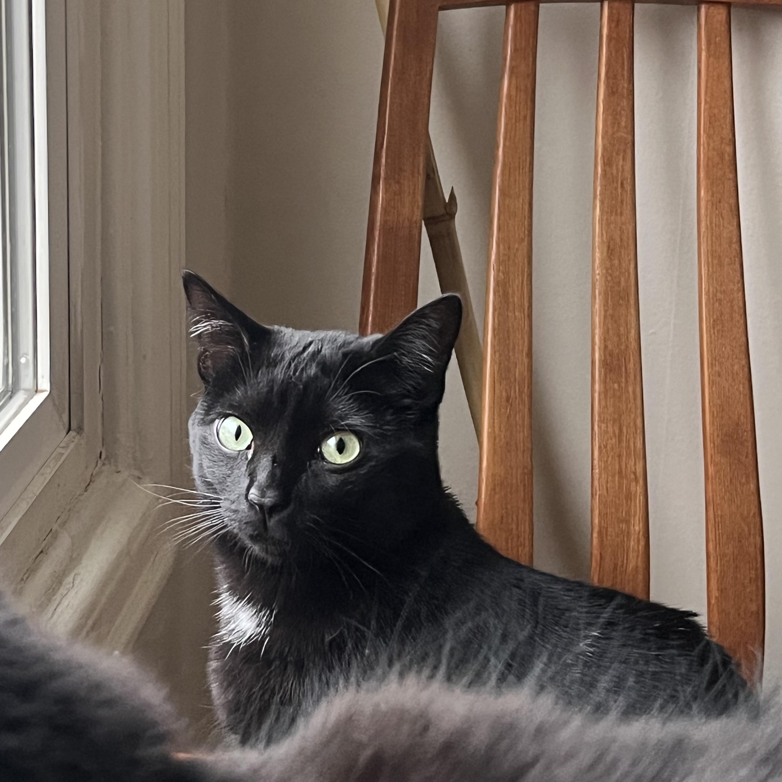 Enlarge Joanie, a Adoptable Domestic Short Hair in Springfield, OR image 5/6