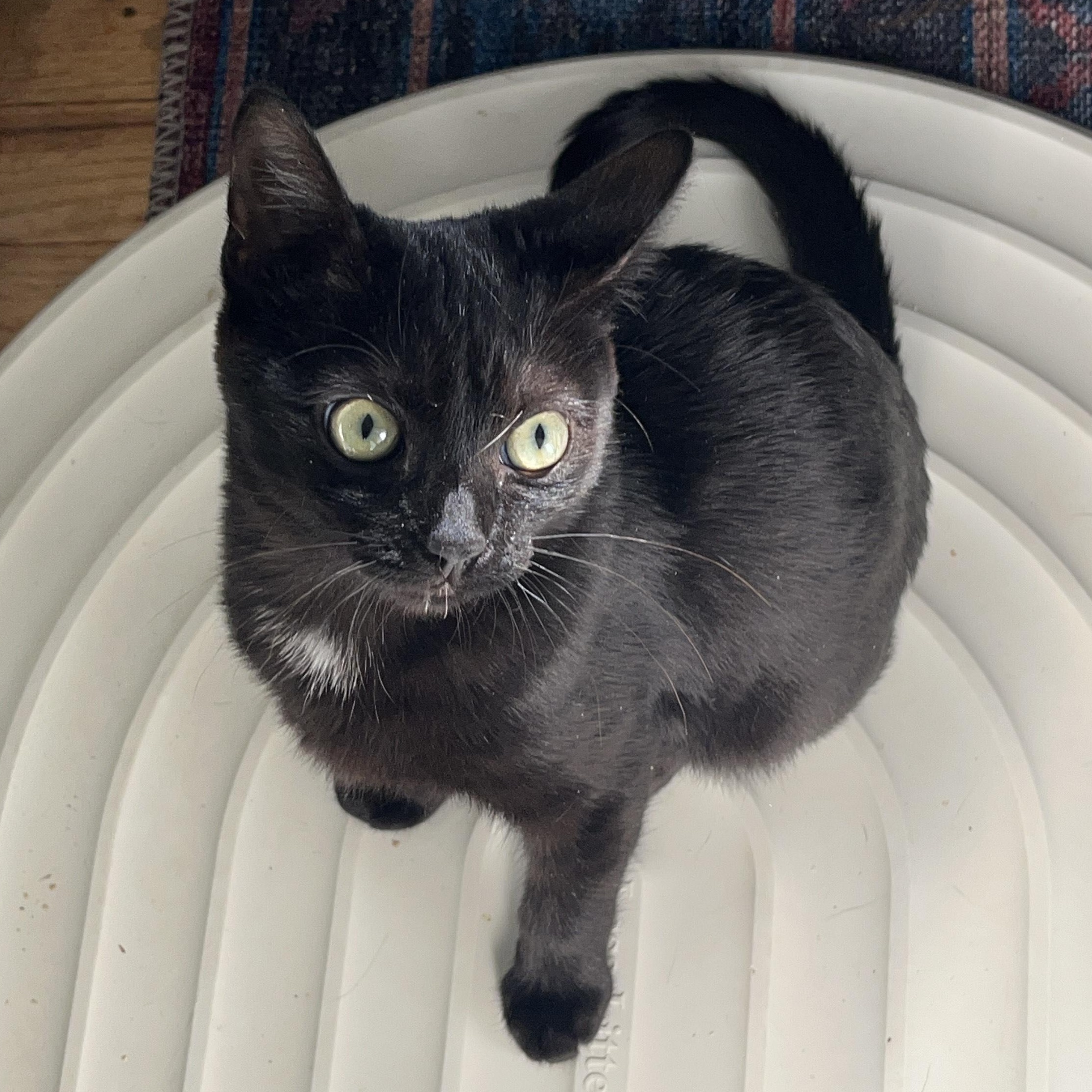 Enlarge Joanie, a Adoptable Domestic Short Hair in Springfield, OR image 3/6