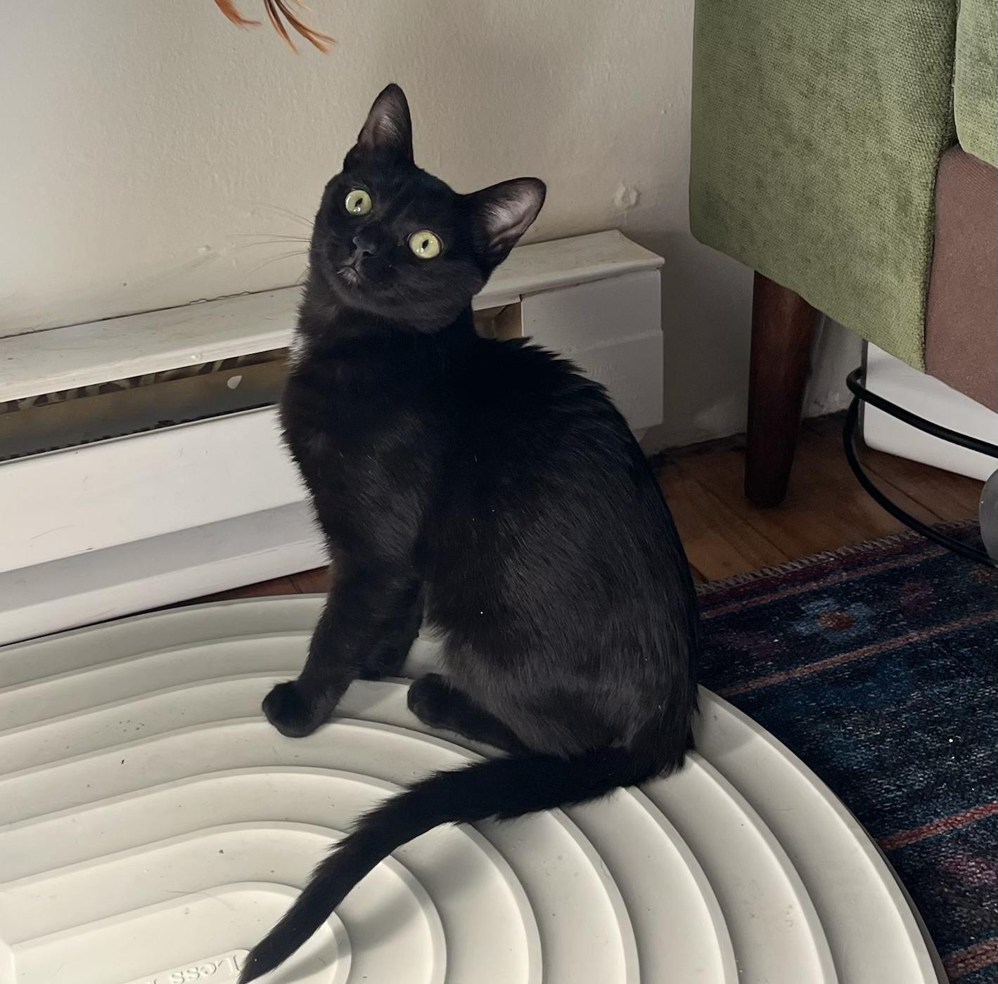 Enlarge Joanie, a Adoptable Domestic Short Hair in Springfield, OR image 2/6