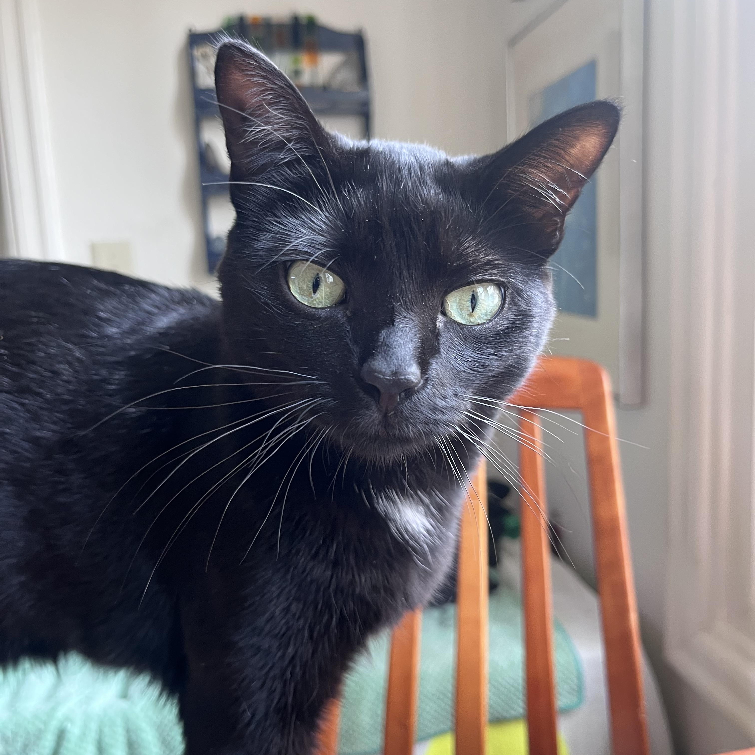 Enlarge Joanie, a Adoptable Domestic Short Hair in Springfield, OR image 6/6