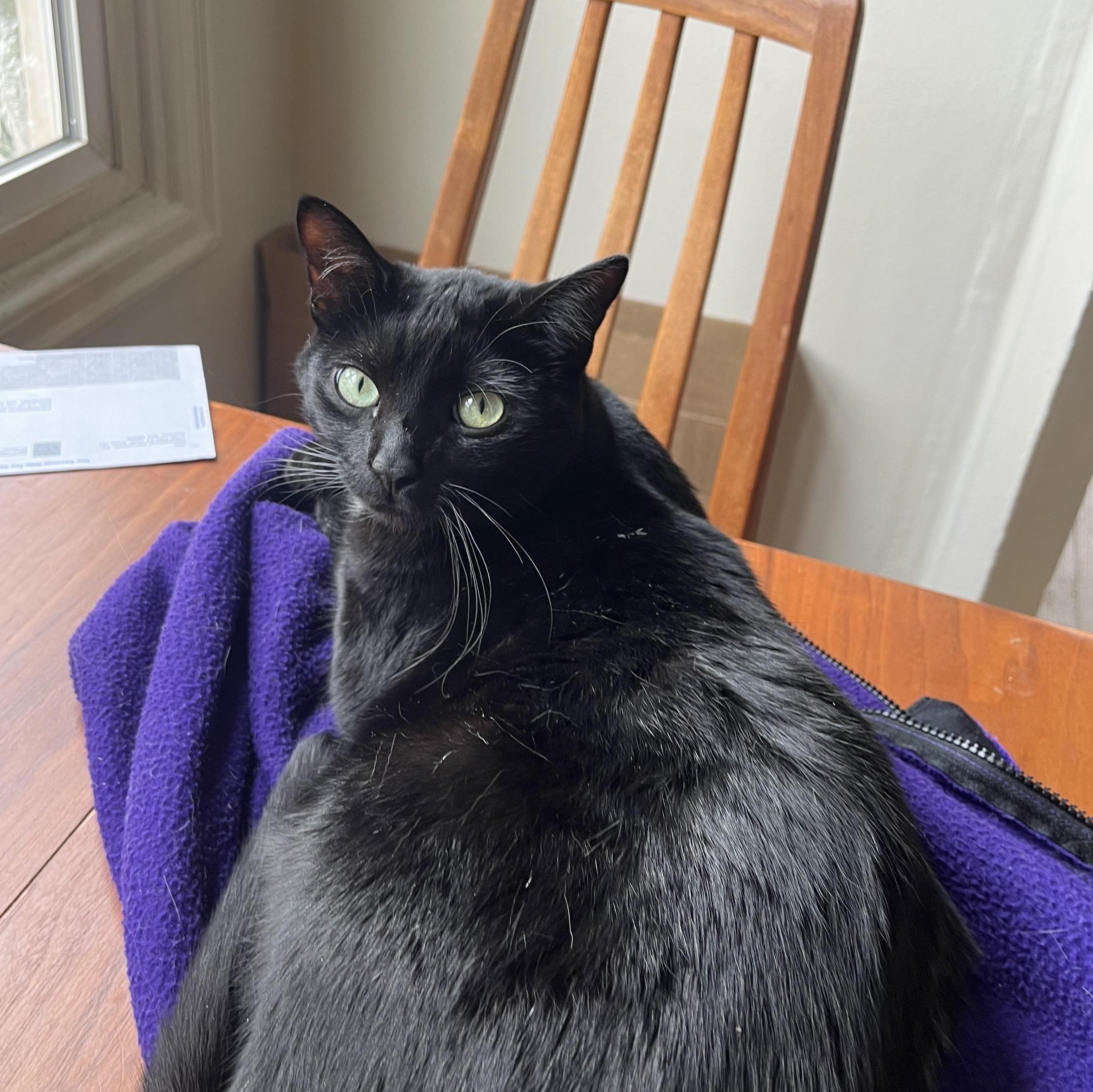 Joanie, Adoptable, Kitten Female Domestic Short Hair.