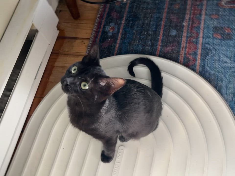 Enlarge Joanie, a Adoptable Domestic Short Hair in Springfield, OR video 4/6