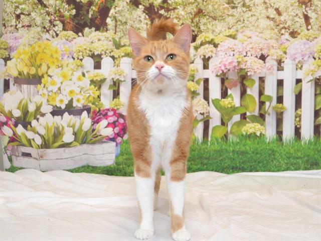 KIKI, Adoptable, Young Female Domestic Short Hair & Domestic Short Hair.