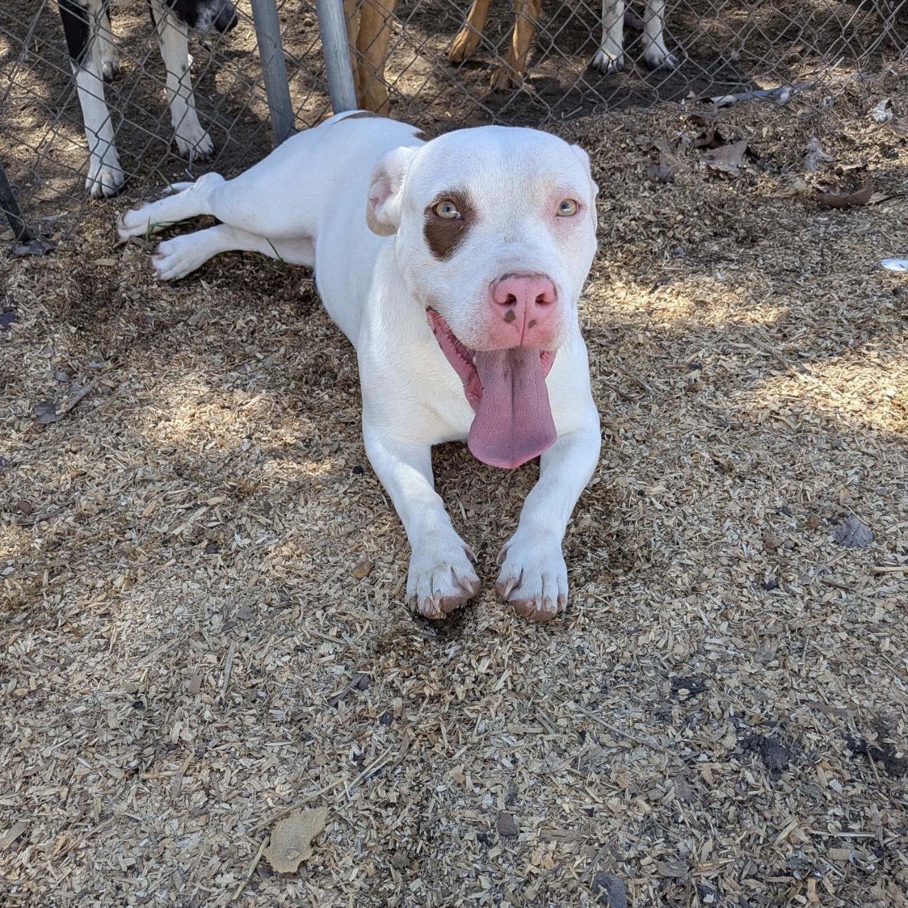 Stimpy , Adoptable, Young Male Basset Hound.