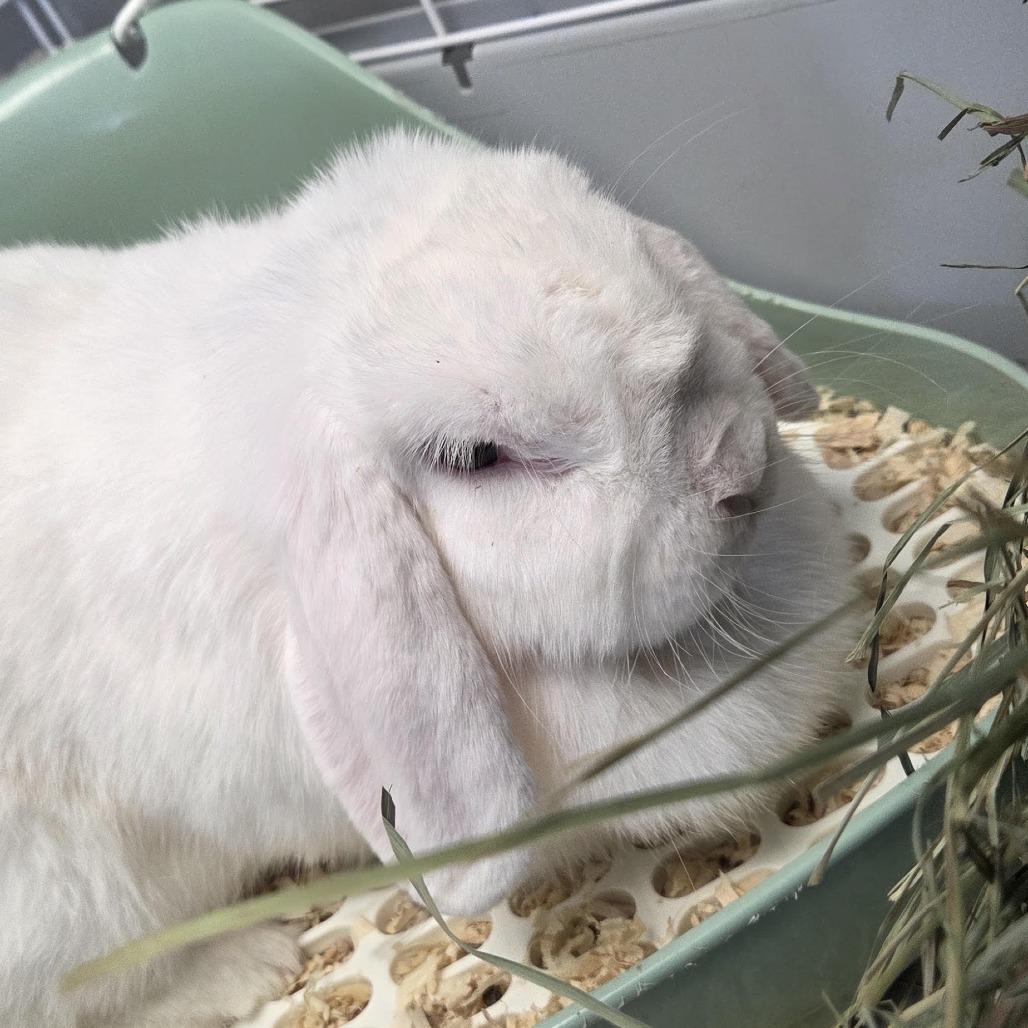 Ocean, Adoptable, Adult Female Mini Lop.