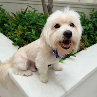 Enlarge HARLEY, a ADOPTABLE mixed breed in Santa Monica, CA image 2/3