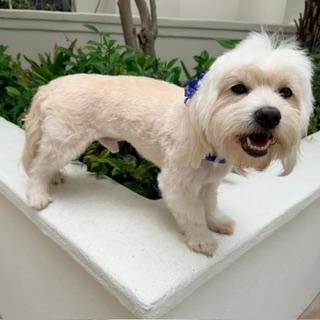 Enlarge HARLEY, a ADOPTABLE mixed breed in Santa Monica, CA image 3/3