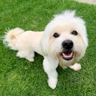 Enlarge HARLEY, a ADOPTABLE mixed breed in Santa Monica, CA image 1/3