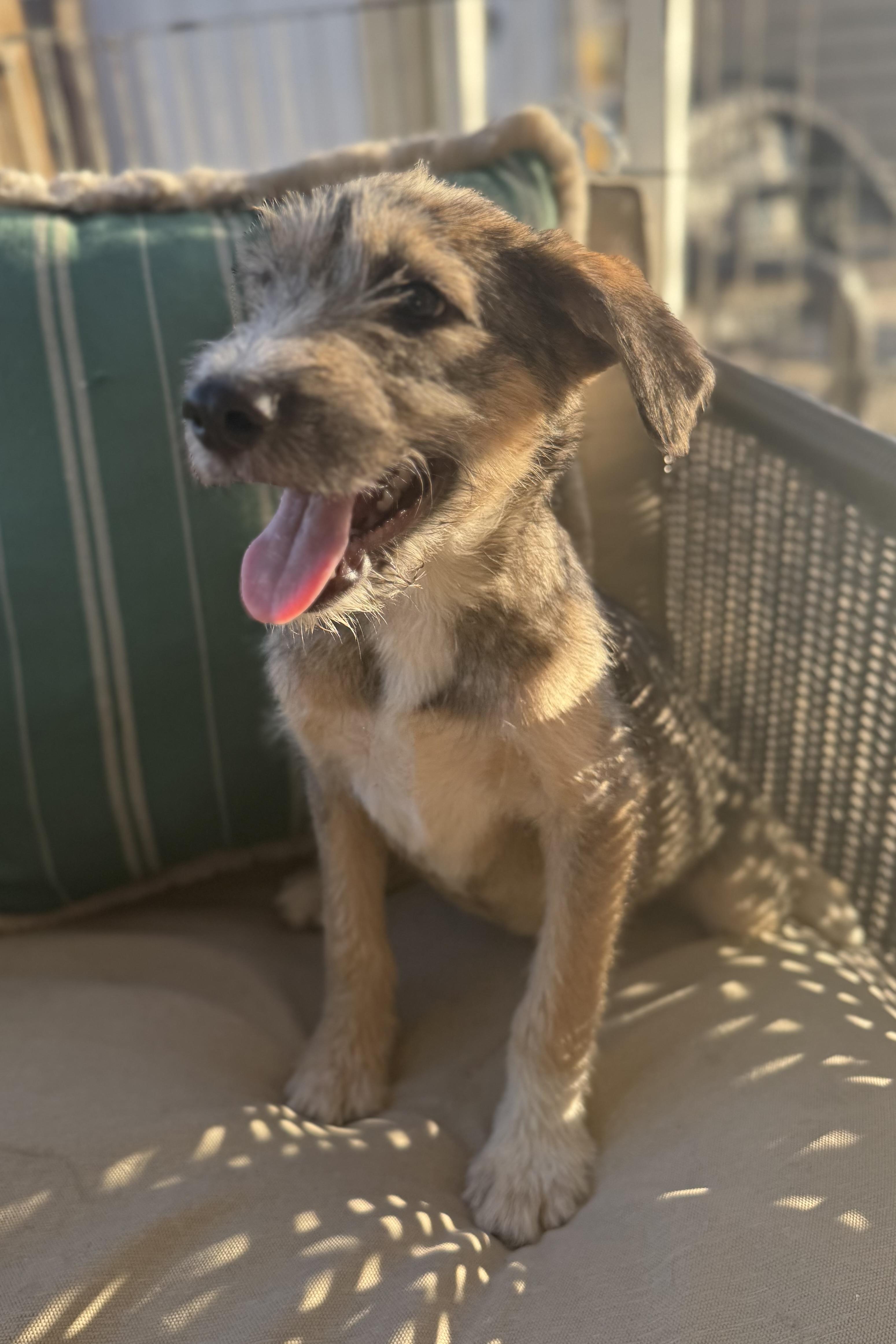 Enlarge Scout, a ADOPTABLE mixed breed in San Diego, CA image 3/3