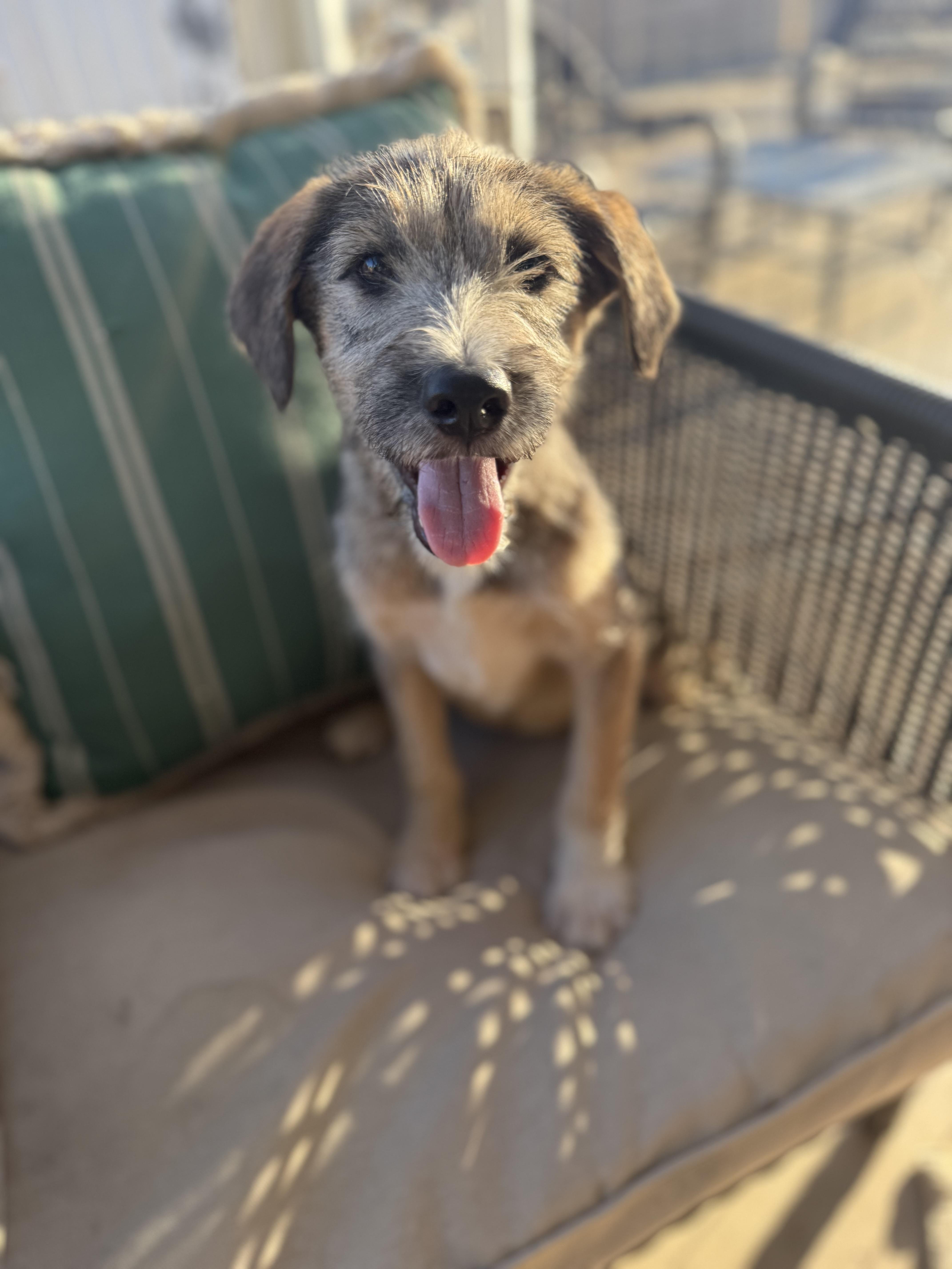 Enlarge Scout, a ADOPTABLE mixed breed in San Diego, CA image 2/3