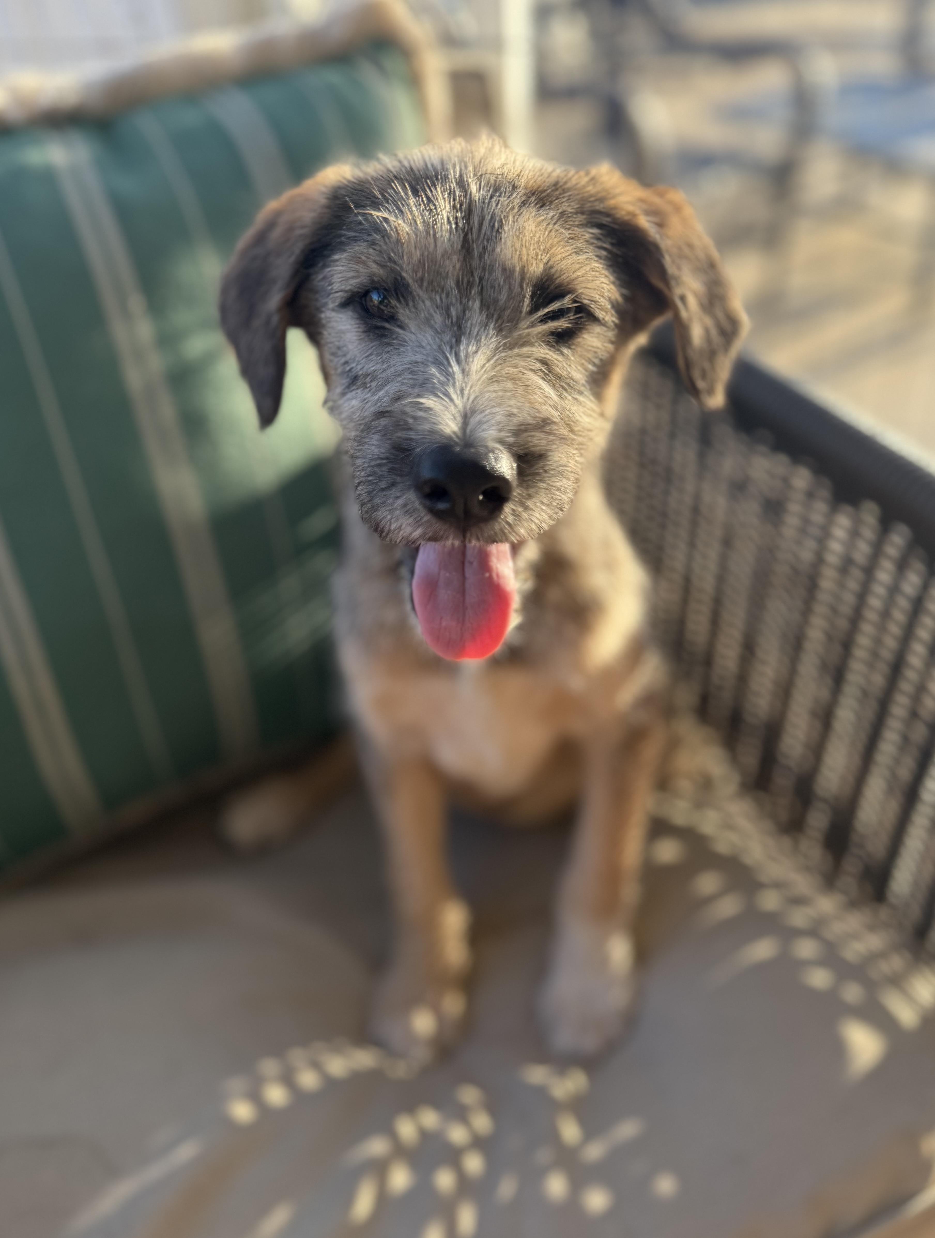 Scout, ADOPTABLE, Puppy Male Airedale Terrier.