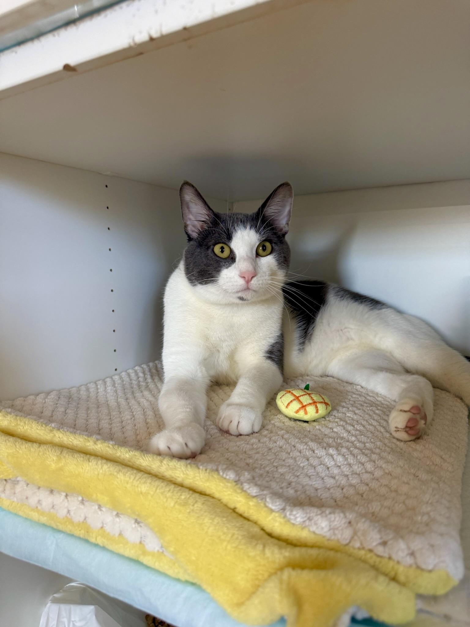 Enlarge Calvin, a Adoptable Domestic Short Hair in Ramsey, NJ image 5/6