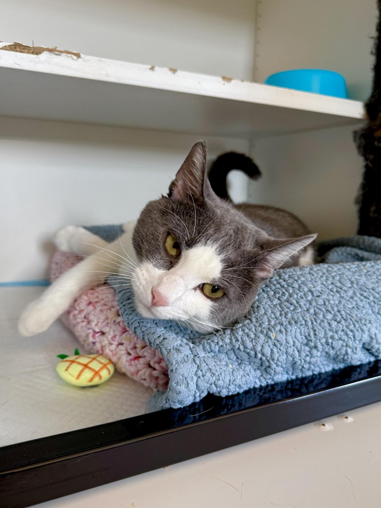 Enlarge Calvin, a Adoptable Domestic Short Hair in Ramsey, NJ image 2/6