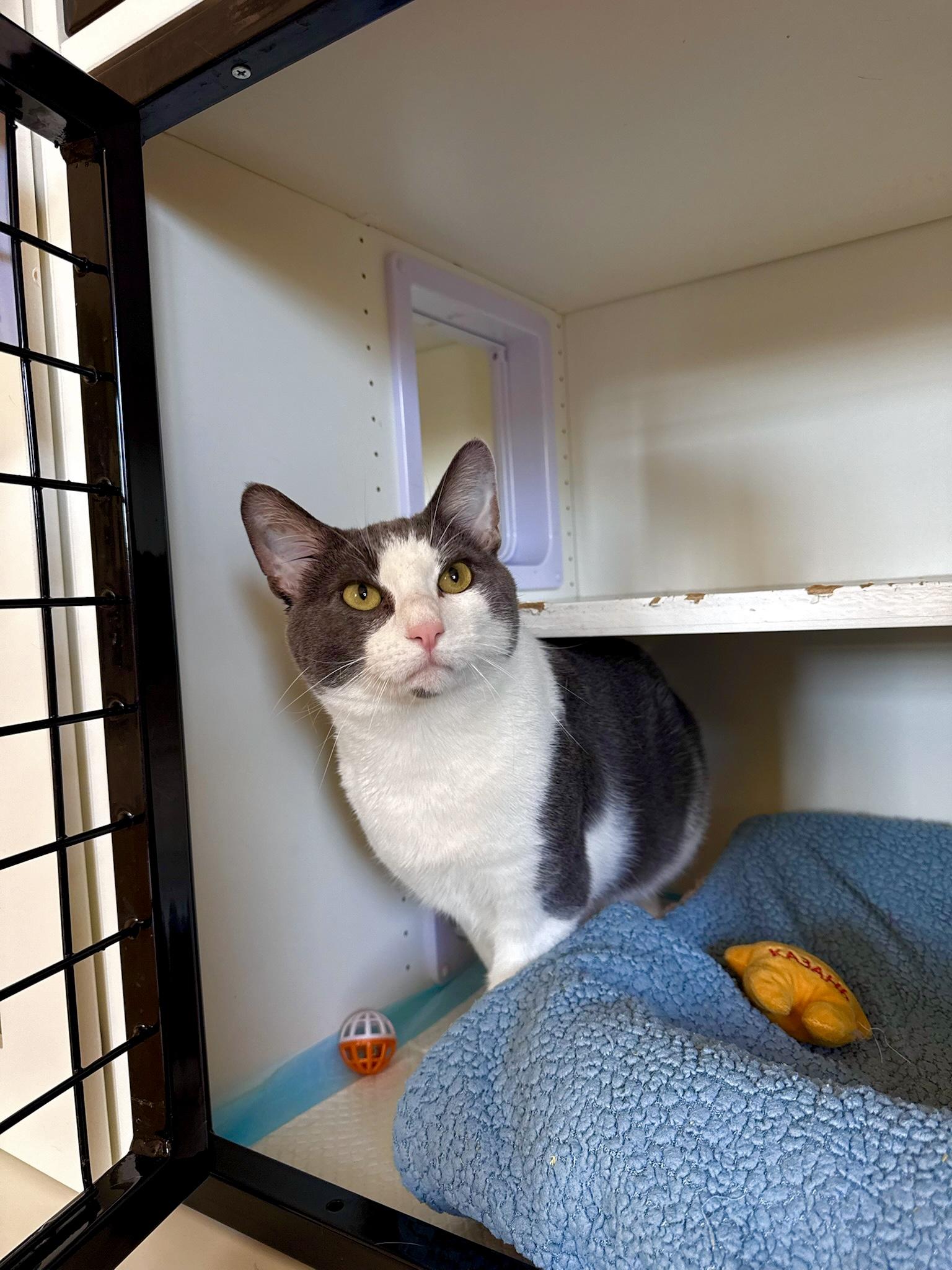 Enlarge Calvin, a Adoptable Domestic Short Hair in Ramsey, NJ image 1/6