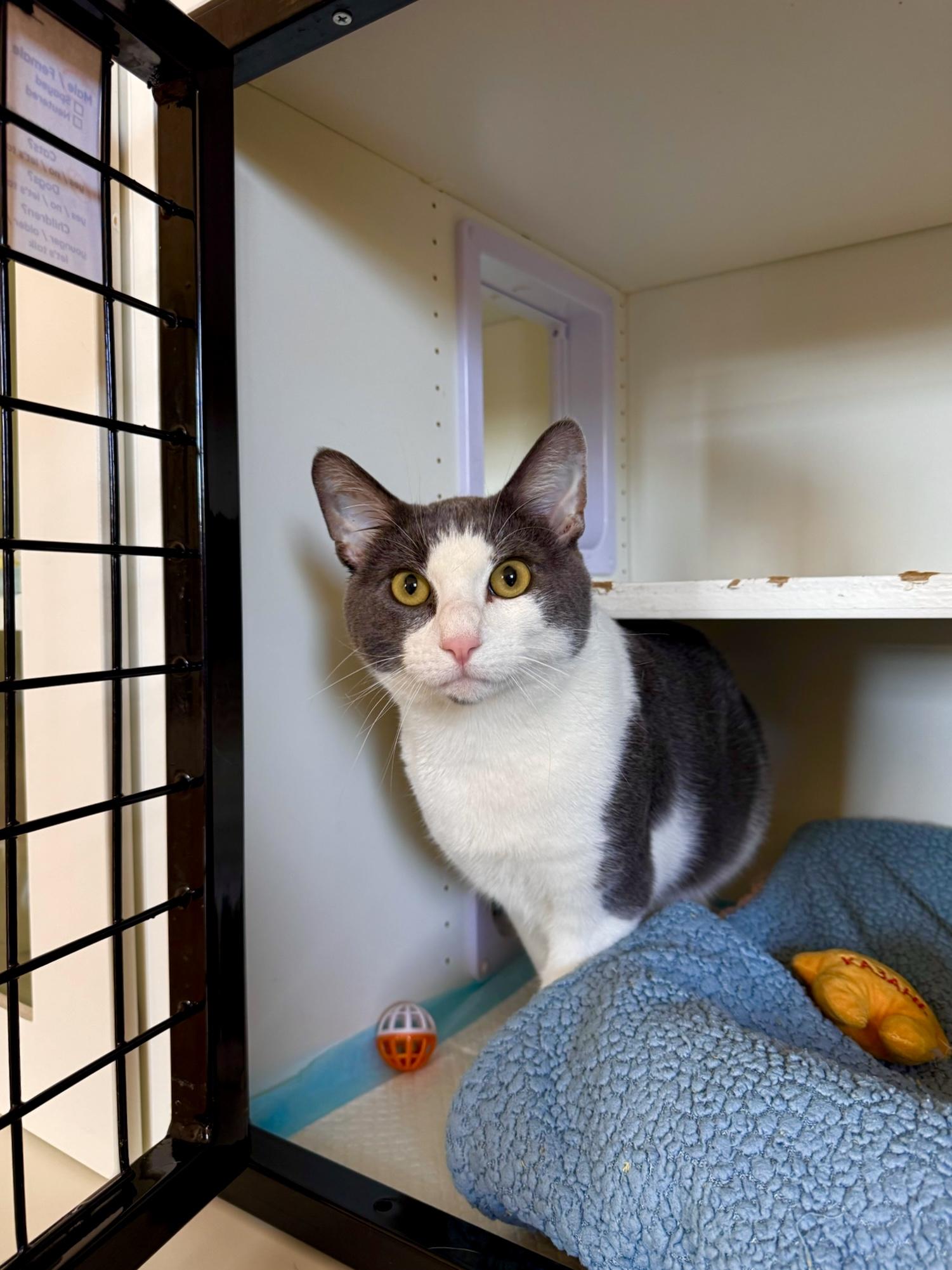 Enlarge Calvin, a Adoptable Domestic Short Hair in Ramsey, NJ image 4/6
